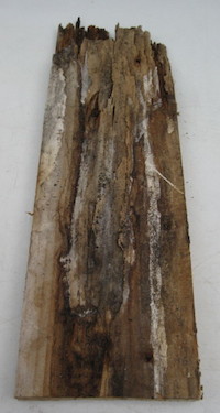 rotten old wooden window timber