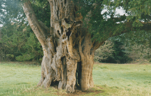 old tree